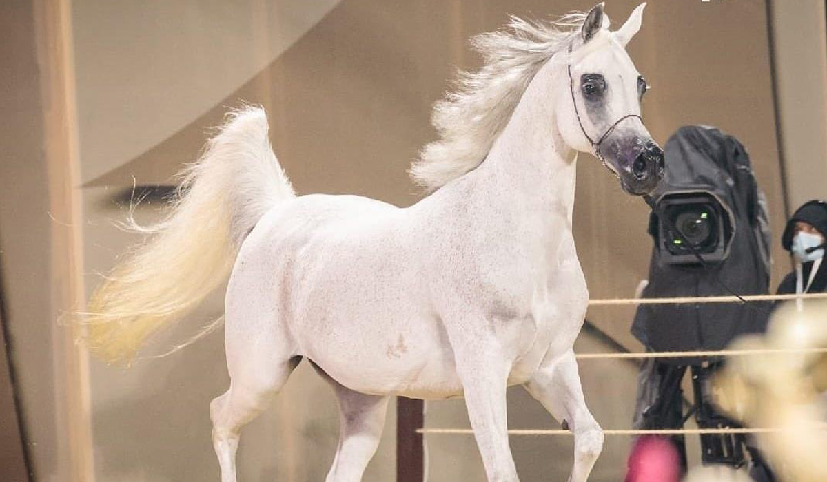 Arabian Peninsula Horse Show to be held from February 2 to 5